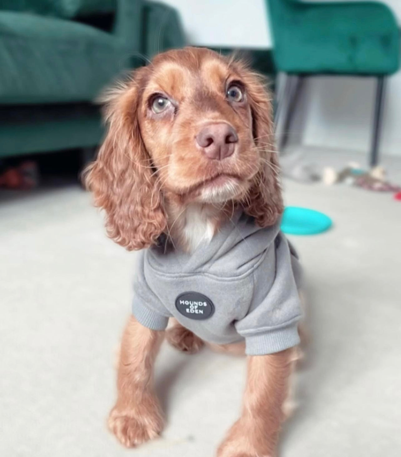 Dog Hoodie - Lilac - The Bark Market