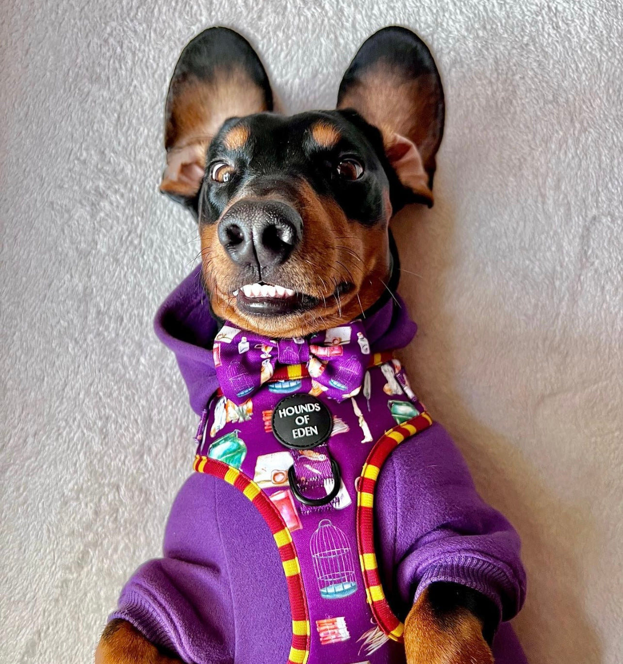 Dog Hoodie - Purple - The Bark Market