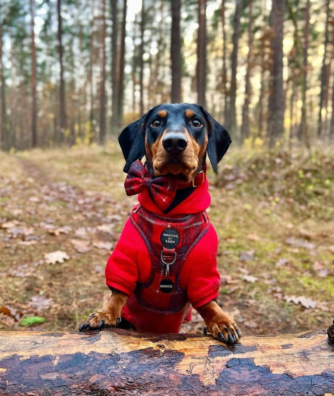 Dog Hoodie - Sky Blue - The Bark Market