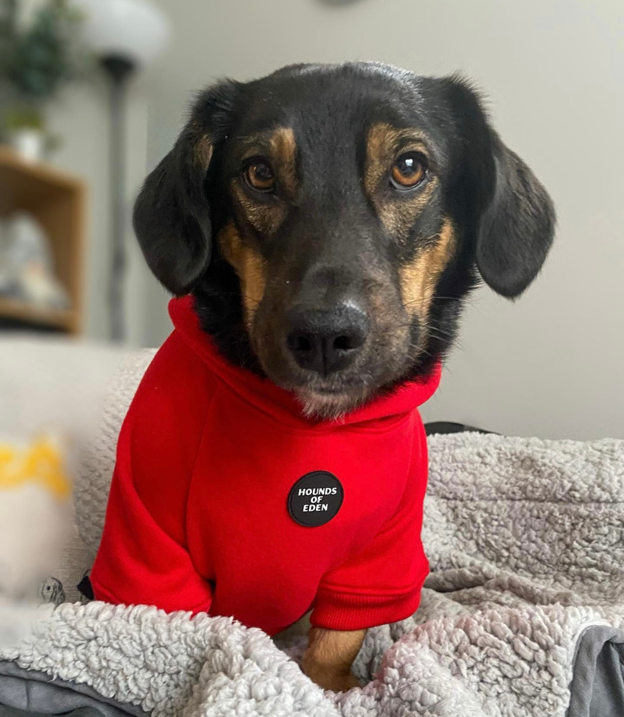 Dog Hoodie - Sky Blue - The Bark Market