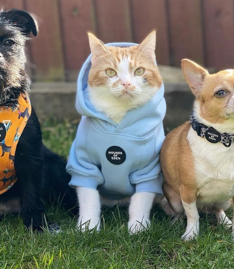Dog Hoodie - Sky Blue - The Bark Market