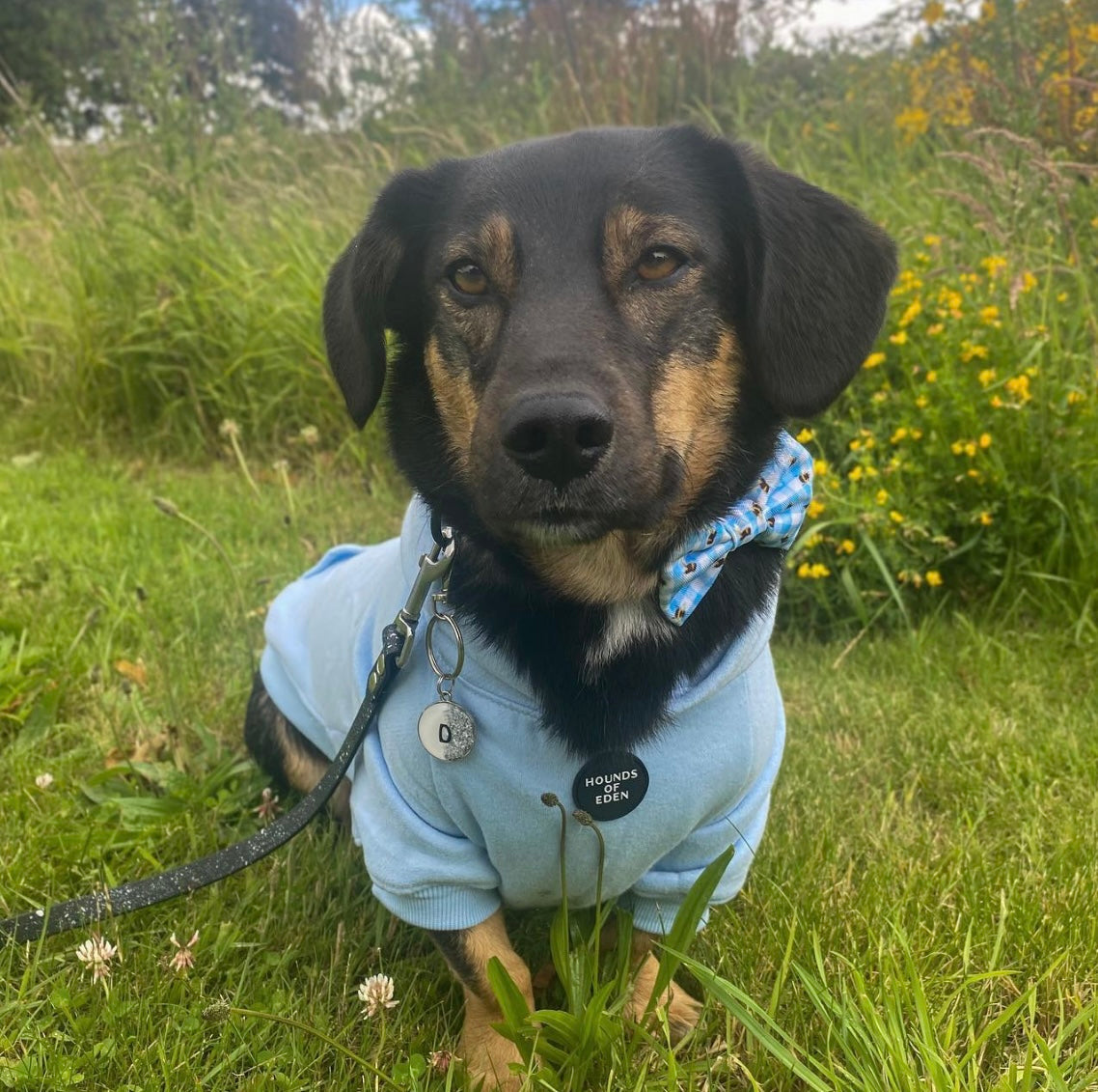 Dog Hoodie - Sky Blue - The Bark Market
