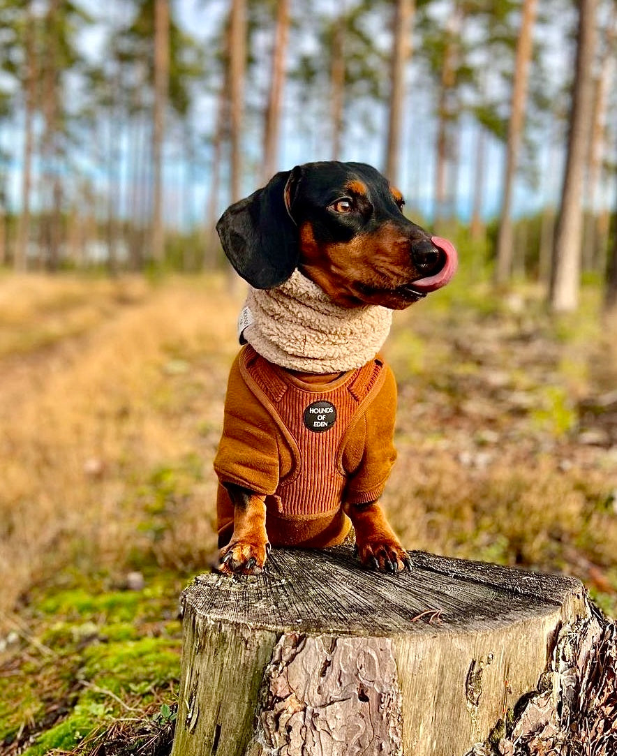 Dog Hoodie - Brown - The Bark Market