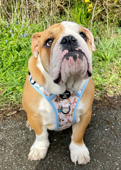 Bunny Tales - Blue, Dog Supaw Strong™ Lite Harness (XS-XL) - The Bark Market