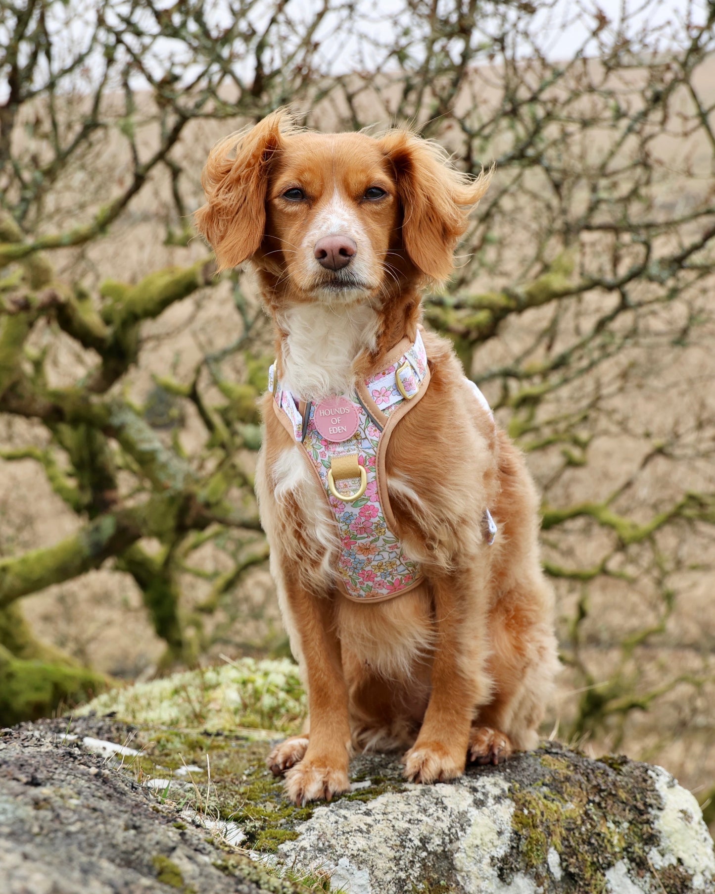 Pastel Petals - Supaw Strong™ Dog Harness (XS-XL) - The Bark Market