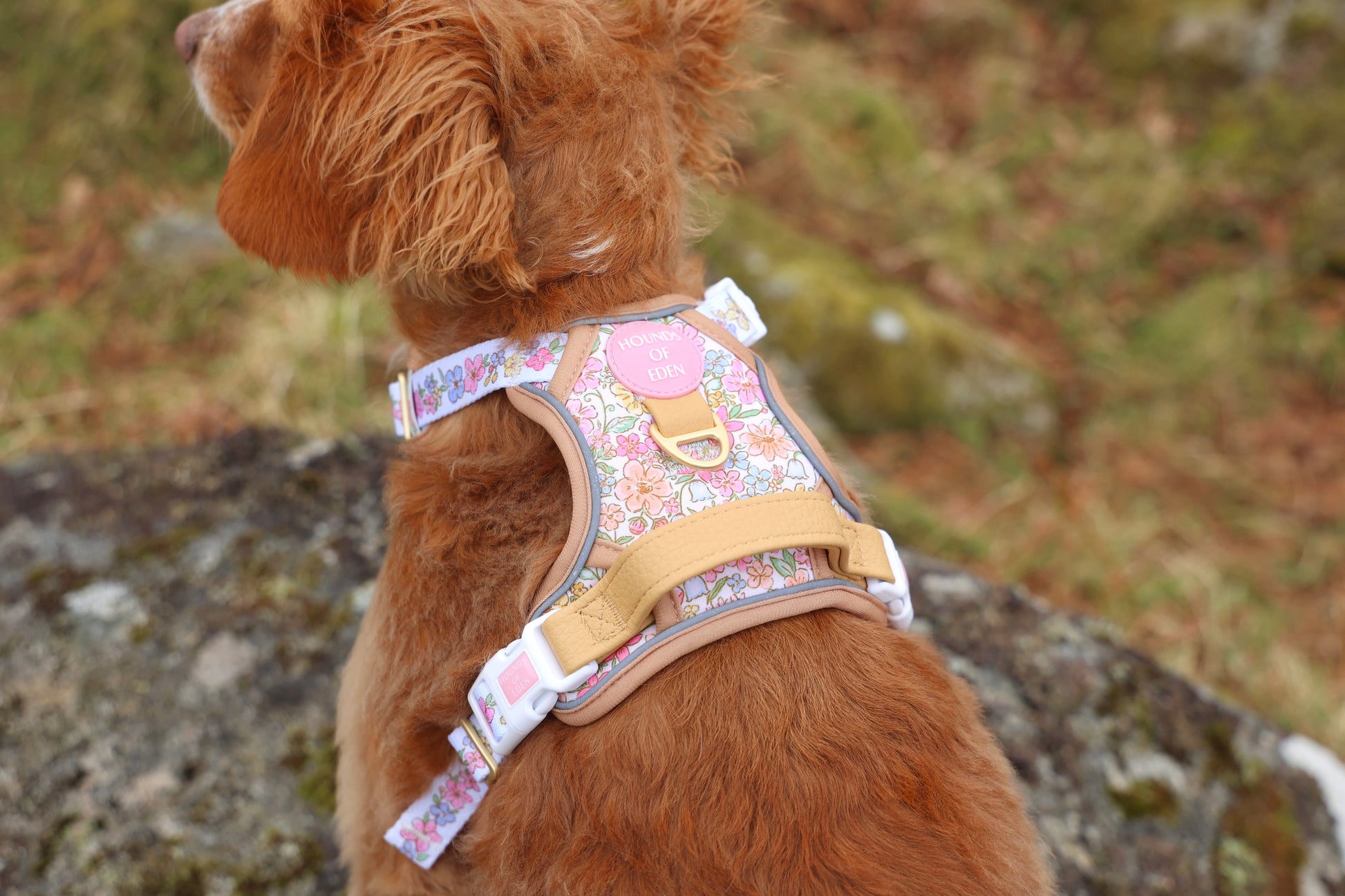 Pastel Petals - Dog Collar + ID Tag Holder - The Bark Market