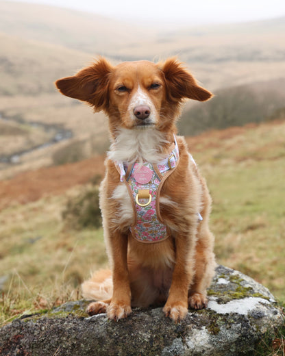 Pastel Petals - Supaw Strong™ Dog Harness (XS-XL) - The Bark Market