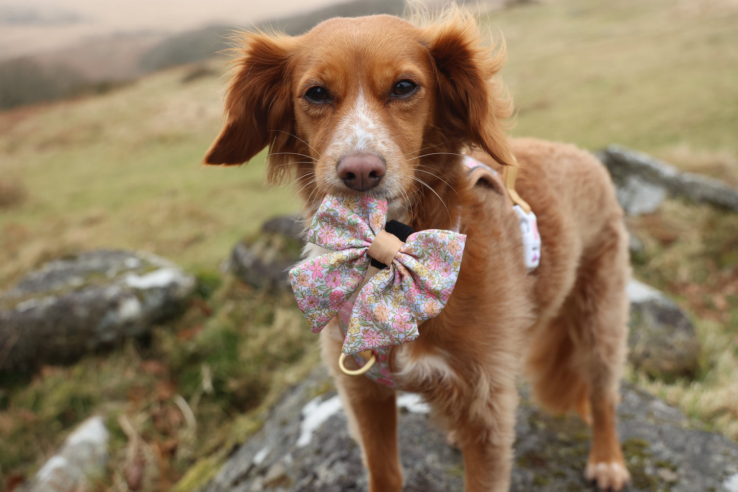 Pastel Petals - Dog Sailor Bow Tie - The Bark Market