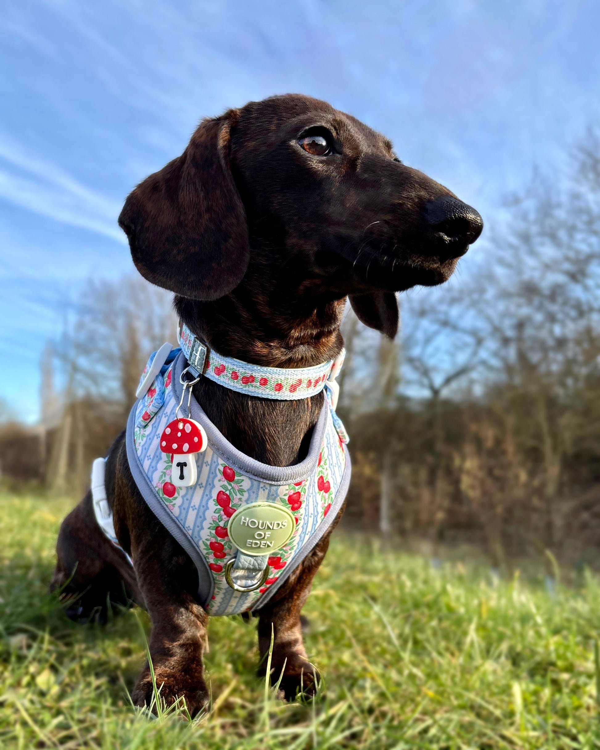 Eden's Orchard - Adjustable Dog Harness (XXS-XS) - The Bark Market