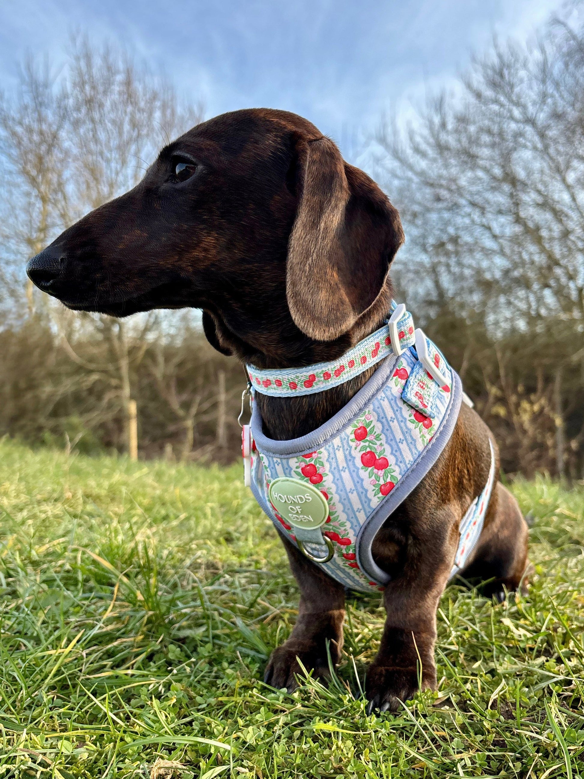 Eden's Orchard - Adjustable Dog Harness (XXS-XS) - The Bark Market