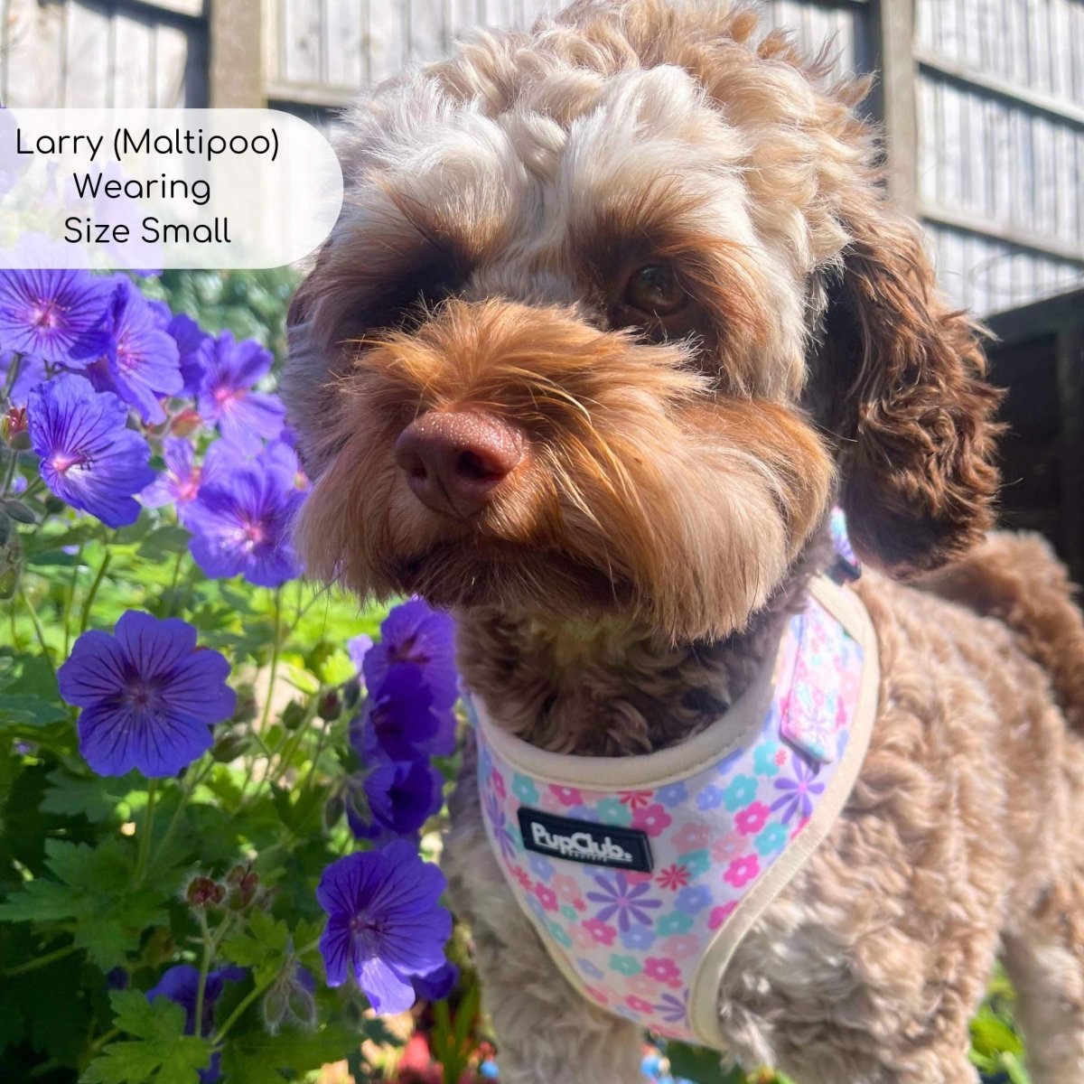 Adjustable Harness - Pretty Petals - The Bark Market