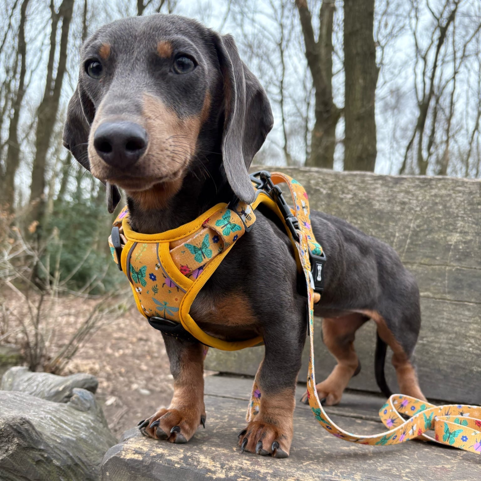 Summer Buzzin' No Pull Tactical Dog Harness – Yellow Insect Print, Adjustable, Step-In (XS-XL) - The Bark Market