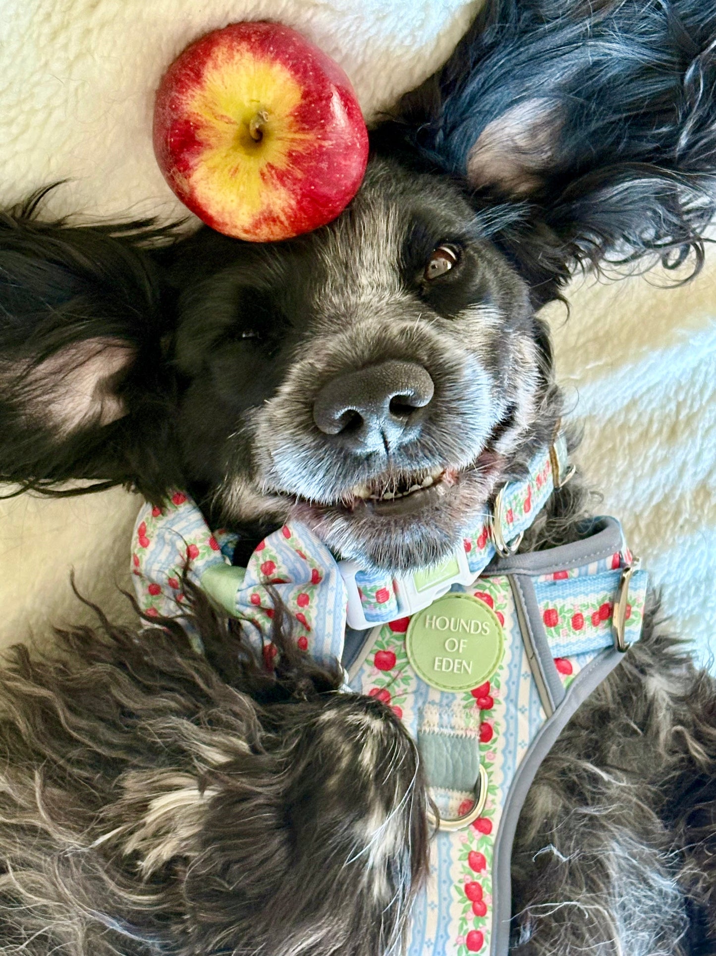 Eden's Orchard -  Supaw Strong™ Dog Harness (XS-XL) - The Bark Market