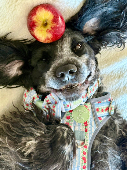 Eden's Orchard -  Supaw Strong™ Dog Harness (XS-XL) - The Bark Market