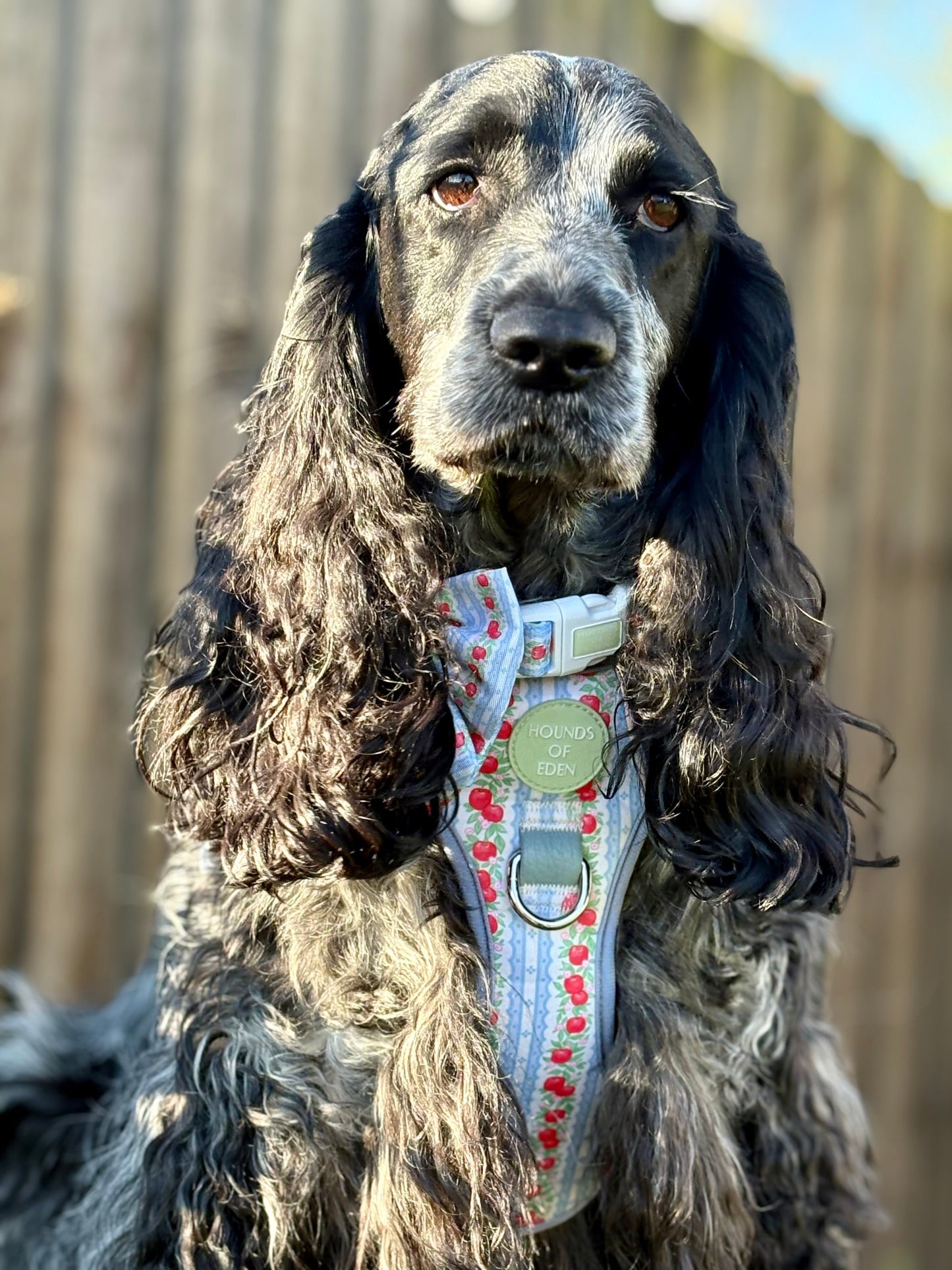 Eden's Orchard -  Supaw Strong™ Dog Harness (XS-XL) - The Bark Market