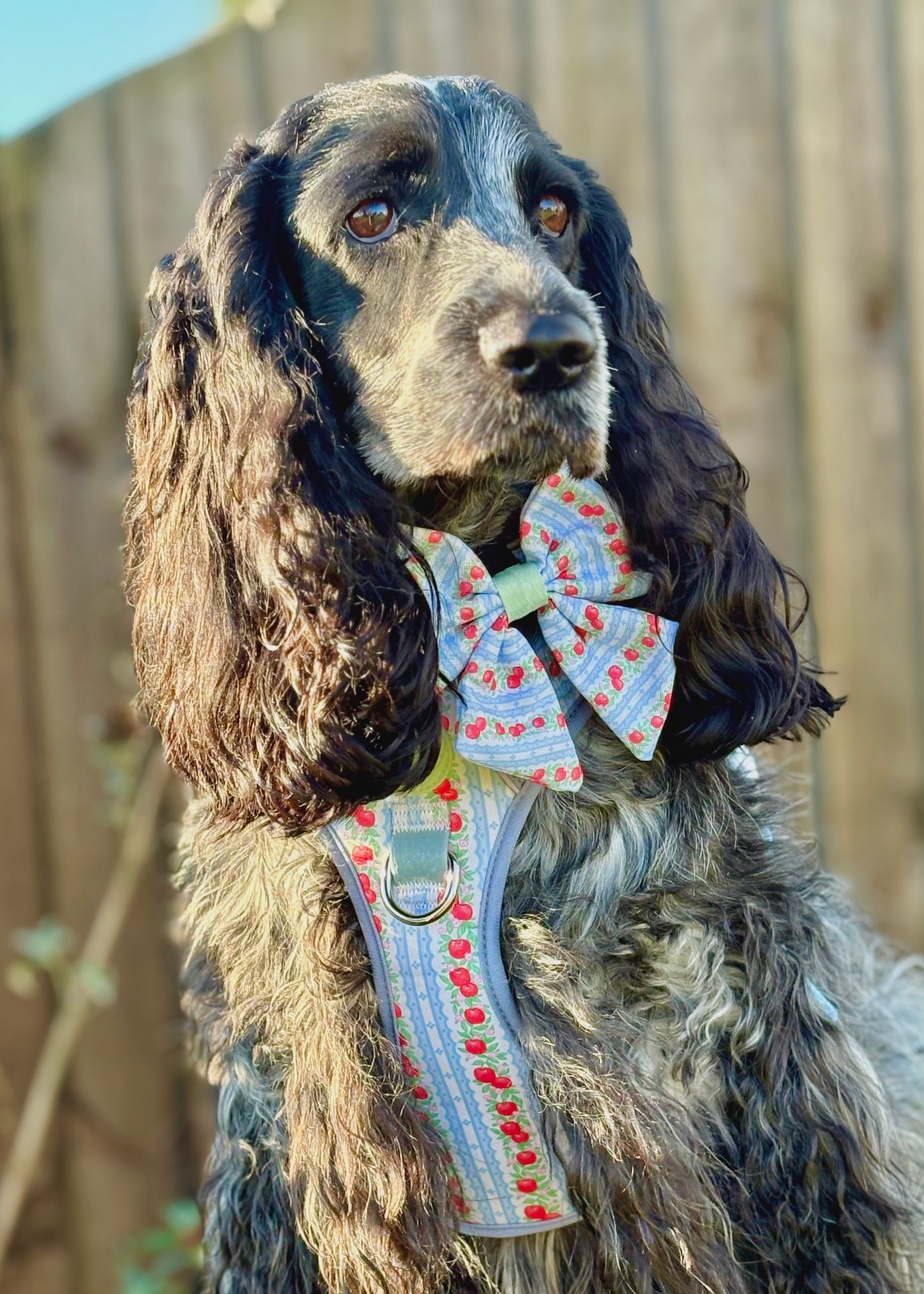 Eden's Orchard -  Supaw Strong™ Dog Harness (XS-XL) - The Bark Market