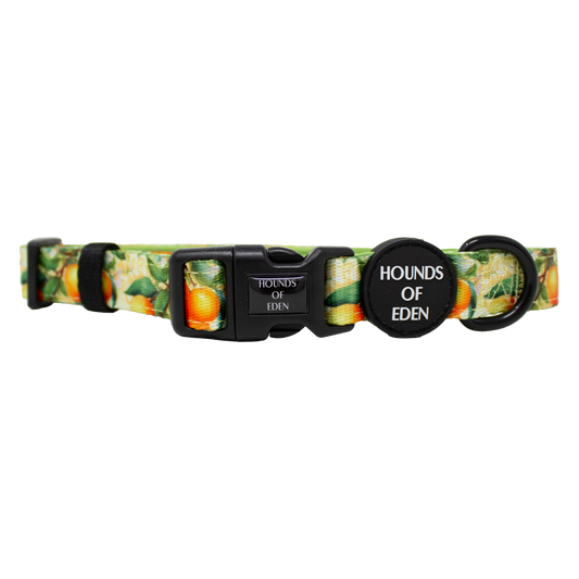 Simply the Zest - Oranges Dog Collar - The Bark Market