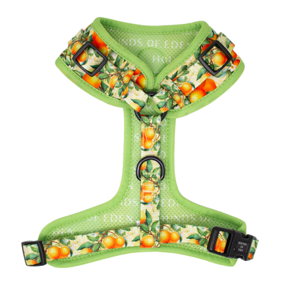 Simply the Zest - Oranges Dog Harness - The Bark Market