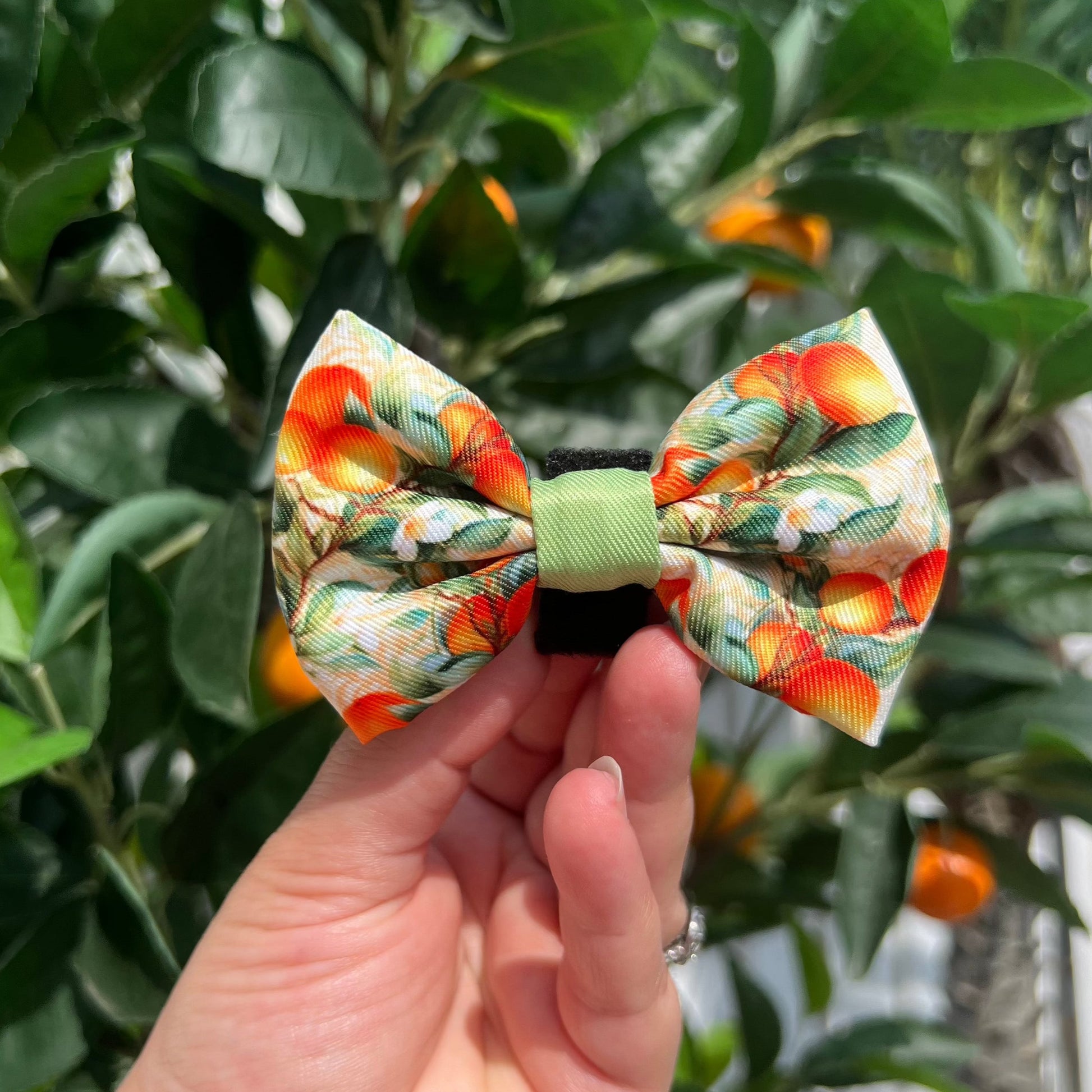 Simply the Zest - Oranges Dog Bow Tie - The Bark Market