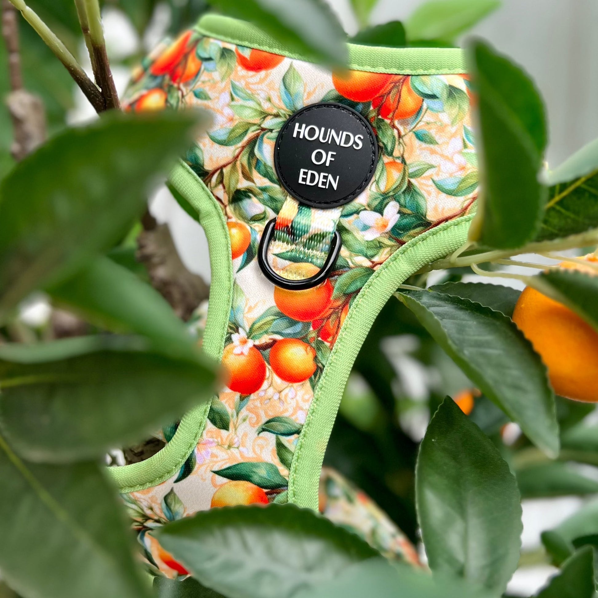 Simply the Zest - Oranges Dog Harness - The Bark Market