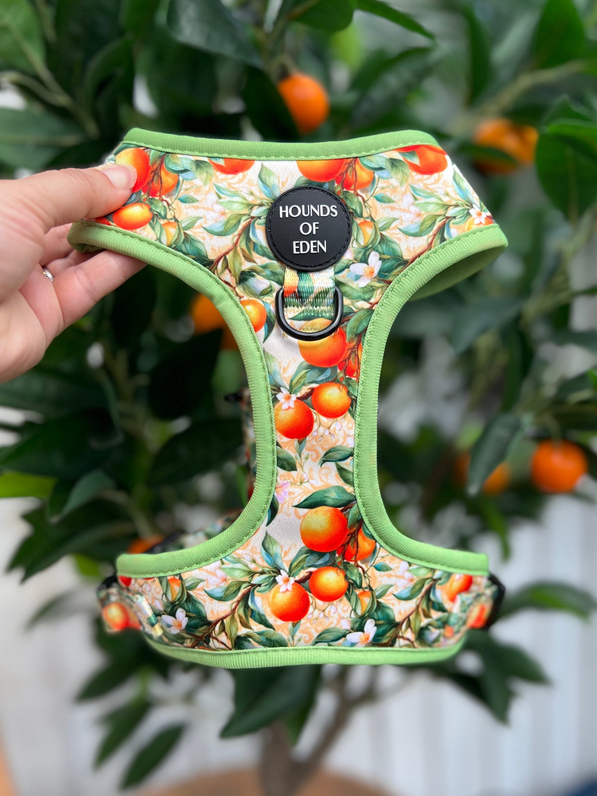 Simply the Zest - Oranges Dog Collar - The Bark Market