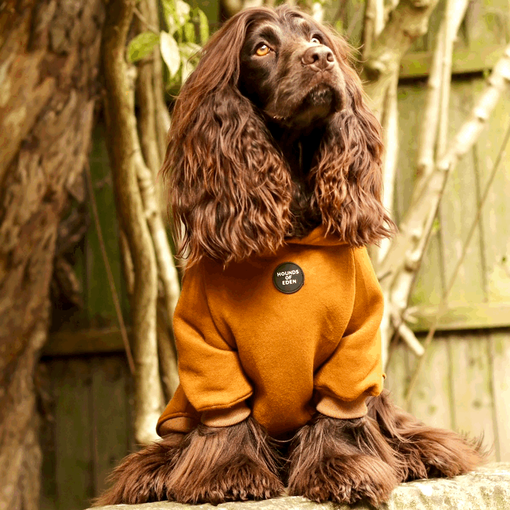 Dog Hoodie - Light Teal - The Bark Market