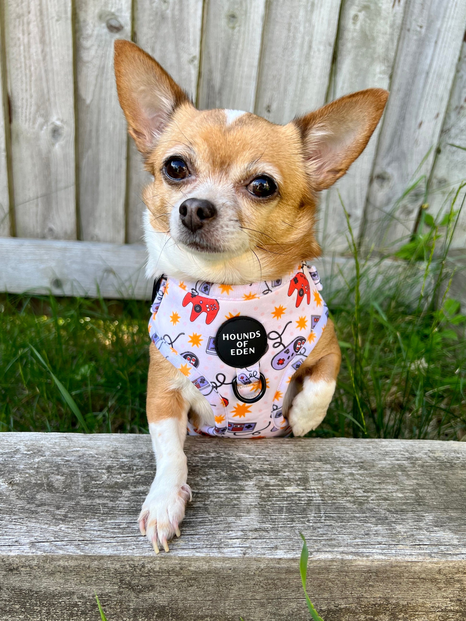 Nintendawg Design Dog Harness - The Bark Market