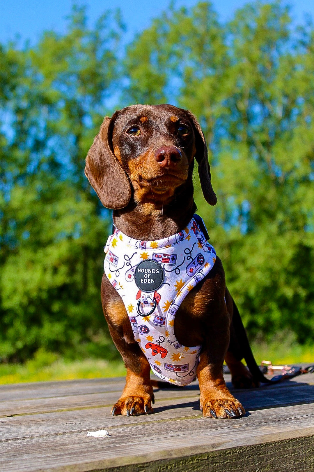 Nintendawg Design Dog Harness - The Bark Market