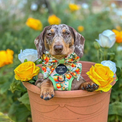 Simply the Zest - Oranges Dog Harness - The Bark Market