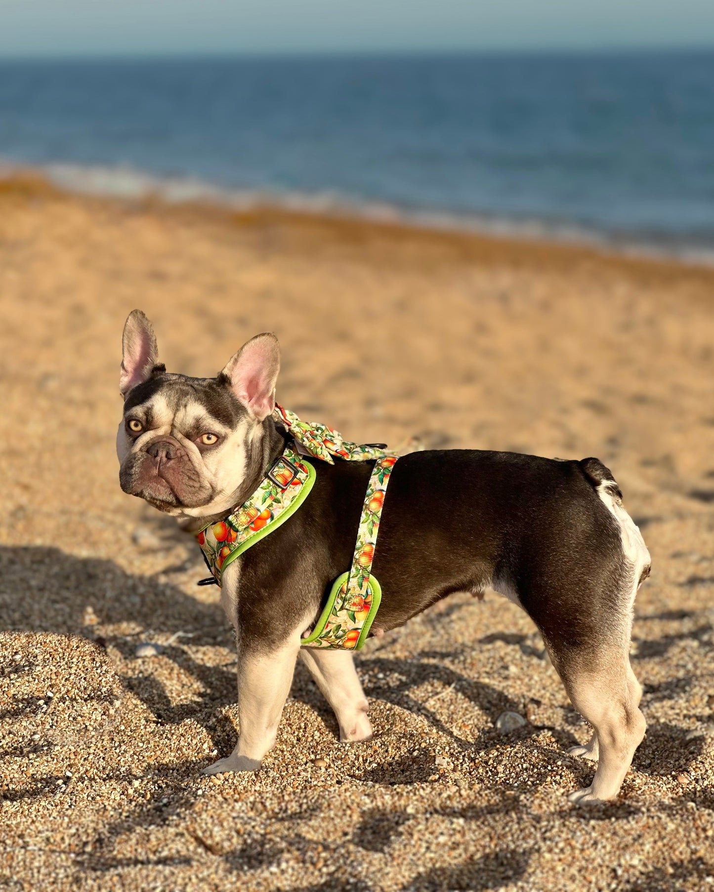 Simply the Zest - Oranges Dog Harness - The Bark Market