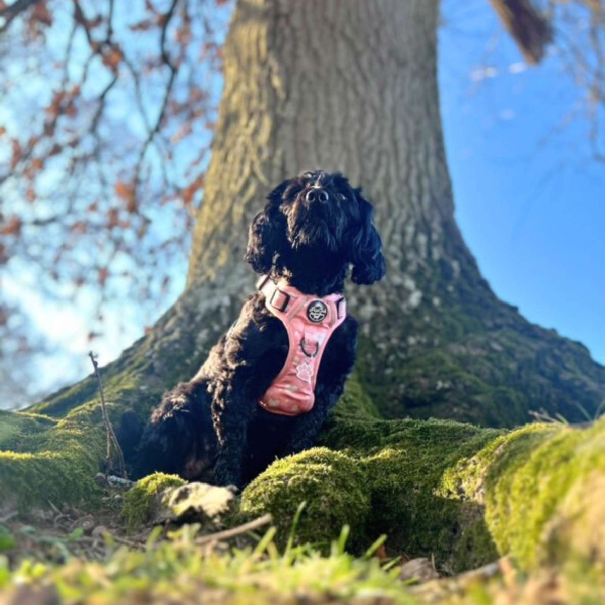 Rugged Rover™ Harness - Peachy Hearts - The Bark Market