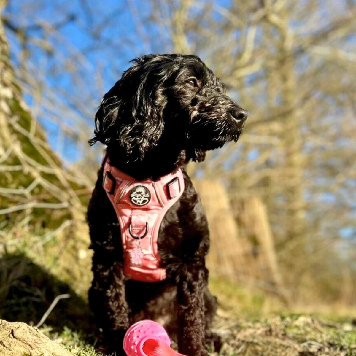 Rugged Rover™ Harness - Peachy Hearts - The Bark Market