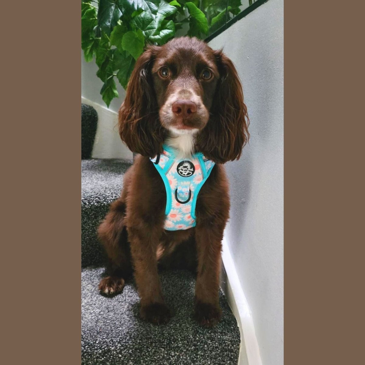 Rugged Rover™ Harness - Pastel Daisy - The Bark Market