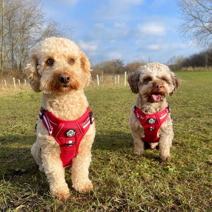 Rugged Rover™ Harness - Berry Red - The Bark Market