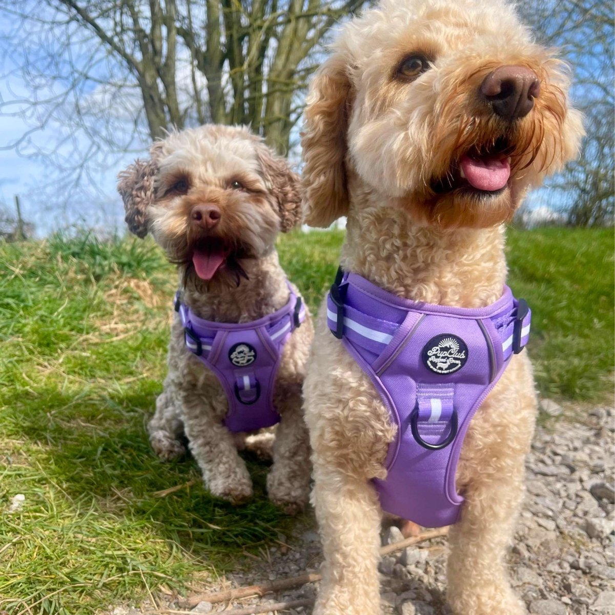 Rugged Rover™ Harness - Lilac Blush - The Bark Market