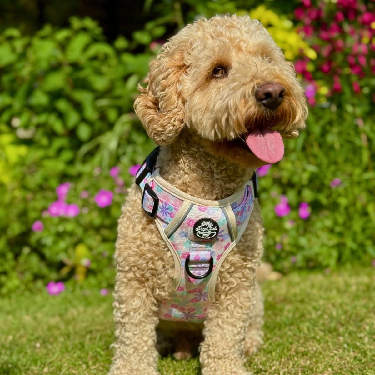 Rugged Rover™ Harness - Pretty Petals - The Bark Market