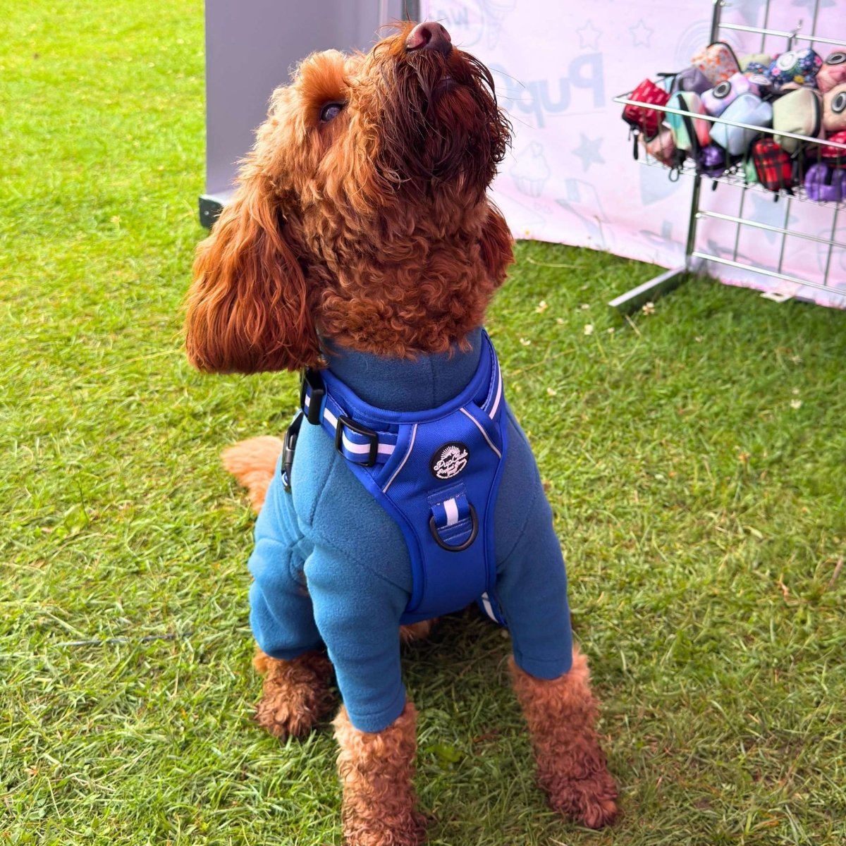 Rugged Rover™ Harness - Royal Blue - The Bark Market