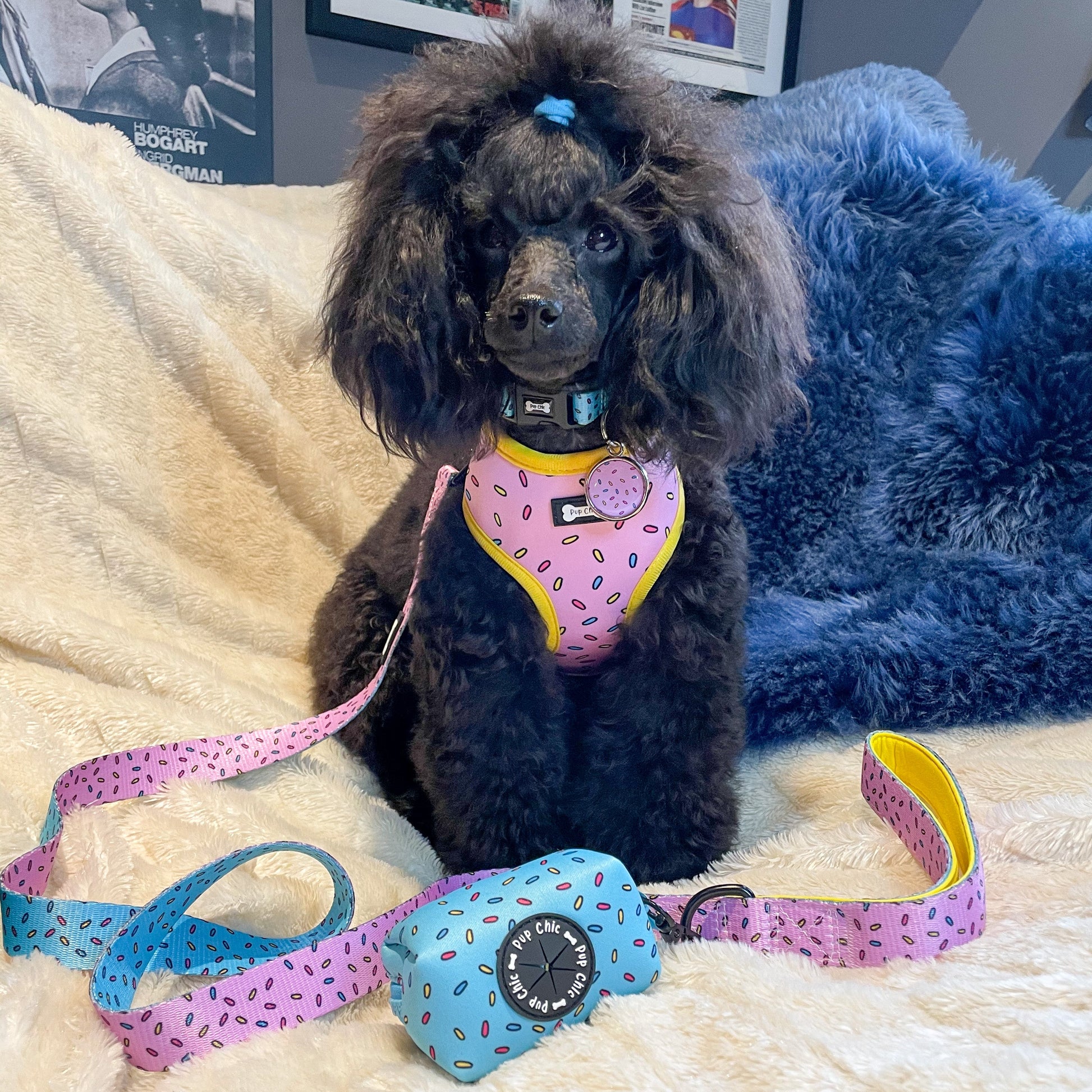 Sprinkles For Days Collar - pink or blue sprinkles dog collar - The Bark Market