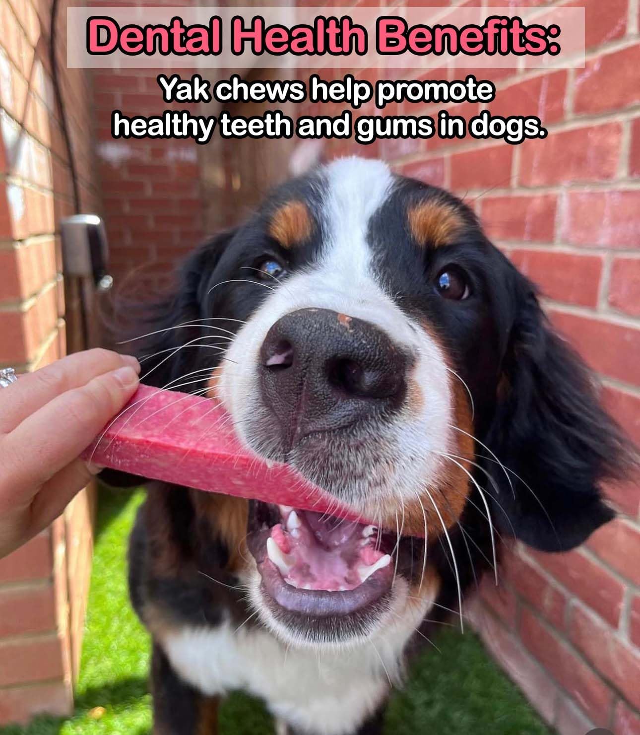 Strawberry Yak Dog Chew - The Bark Market