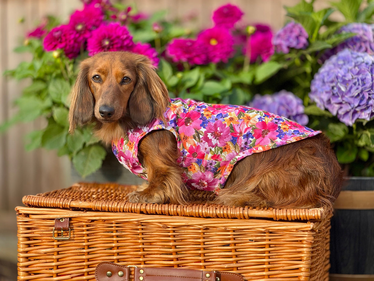 Florentina Dog Cooling Vest - The Bark Market