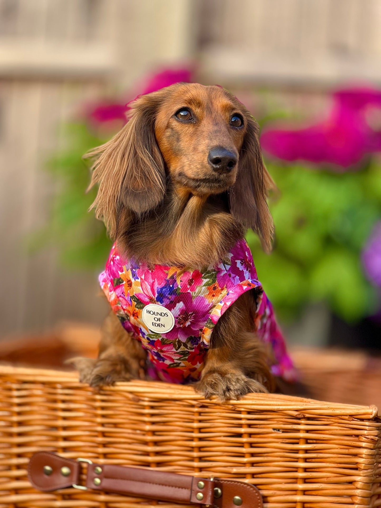 Florentina Dog Cooling Vest - The Bark Market
