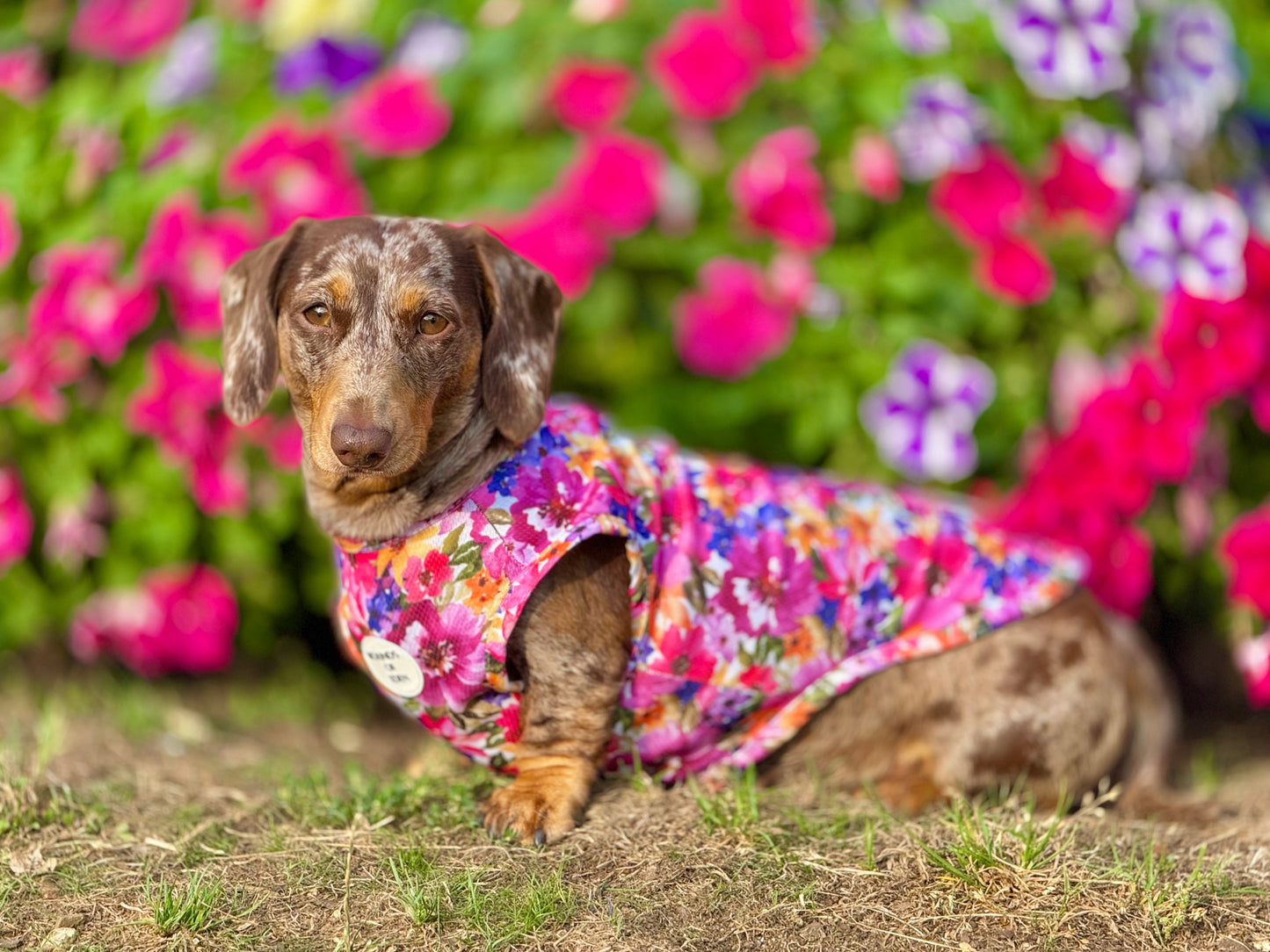 Florentina Dog Cooling Vest - The Bark Market