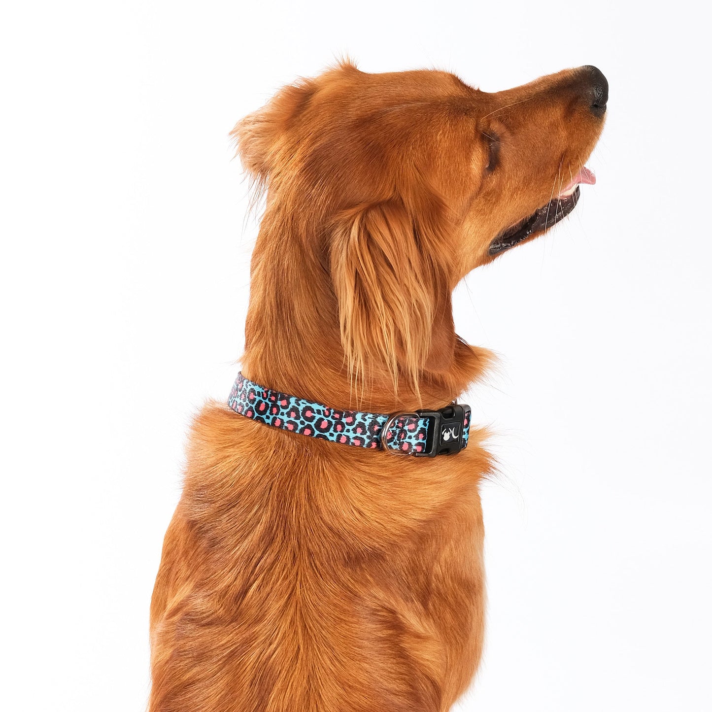 The Willow Dog Collar - The Bark Market