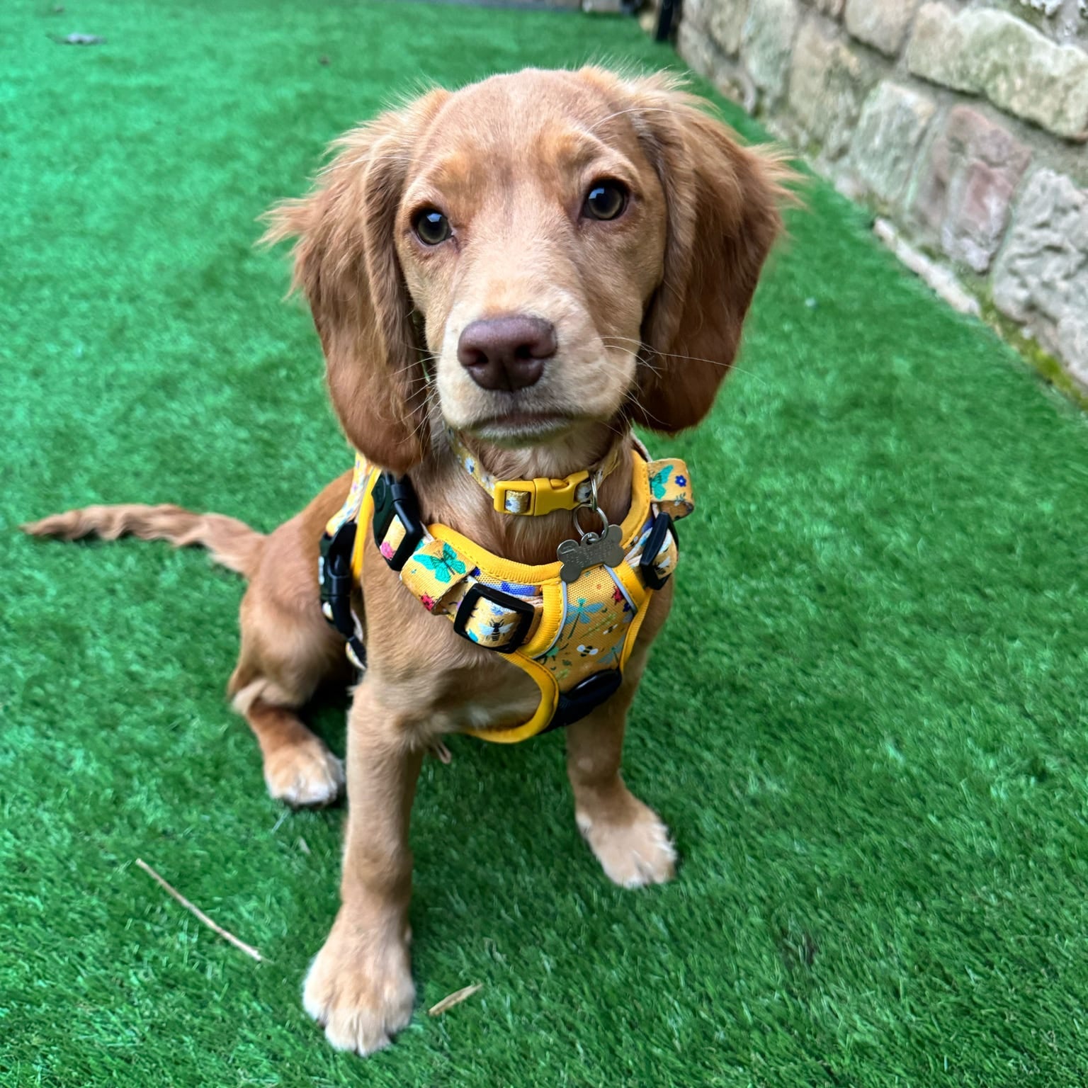 Summer Buzzin' No Pull Tactical Dog Harness – Yellow Insect Print, Adjustable, Step-In (XS-XL) - The Bark Market