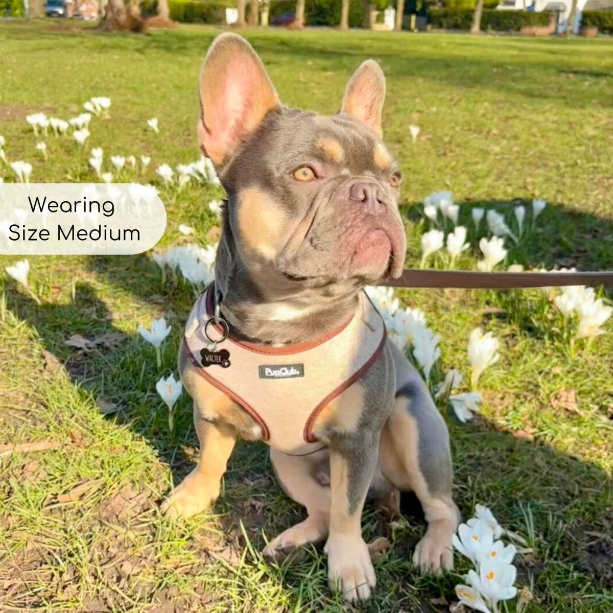 Tweed Adjustable Harness - Brown - The Bark Market