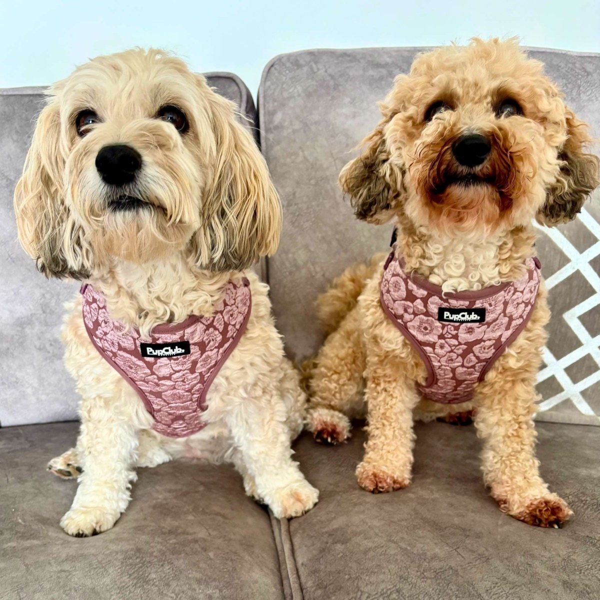 Luxe Adjustable Harness - Mocha Petals - The Bark Market