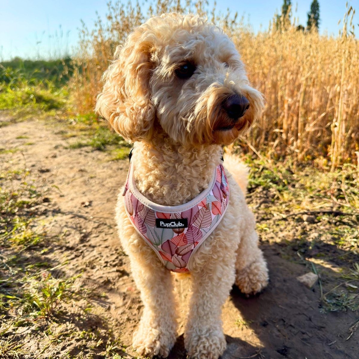 Adjustable Harness - Autumn Breeze - The Bark Market