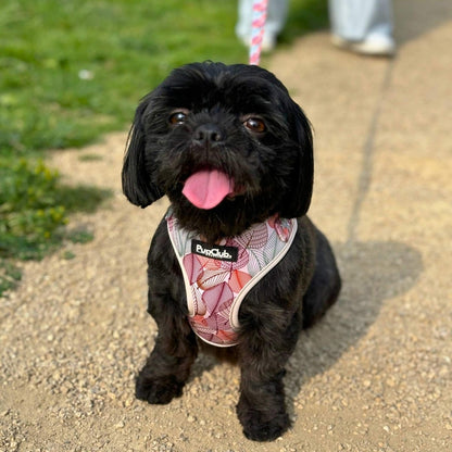 Adjustable Harness - Autumn Breeze - The Bark Market