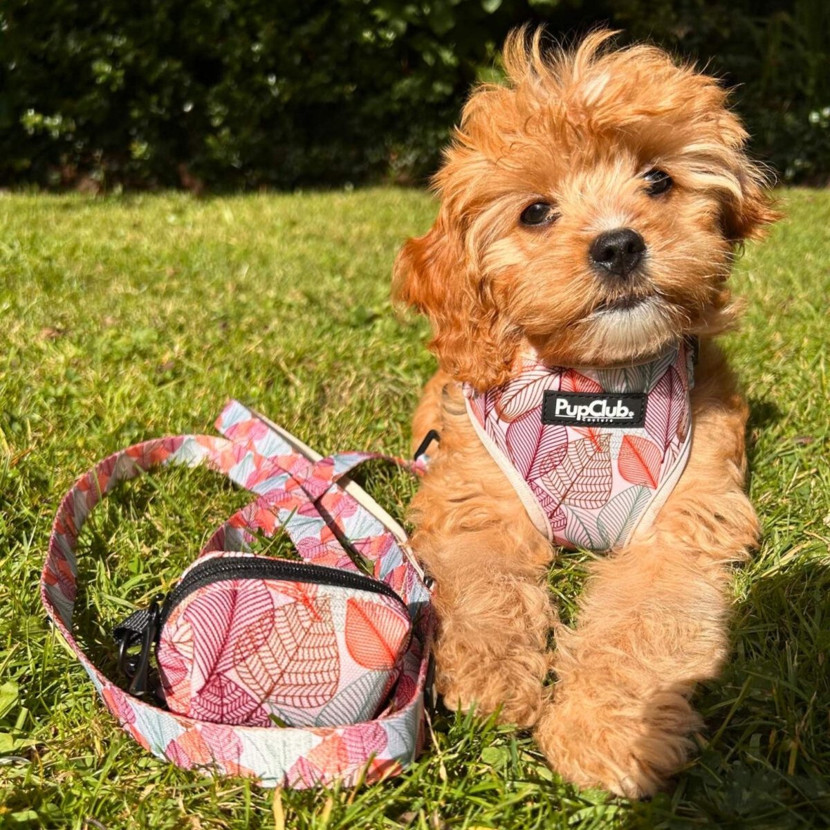 Adjustable Harness - Autumn Breeze - The Bark Market