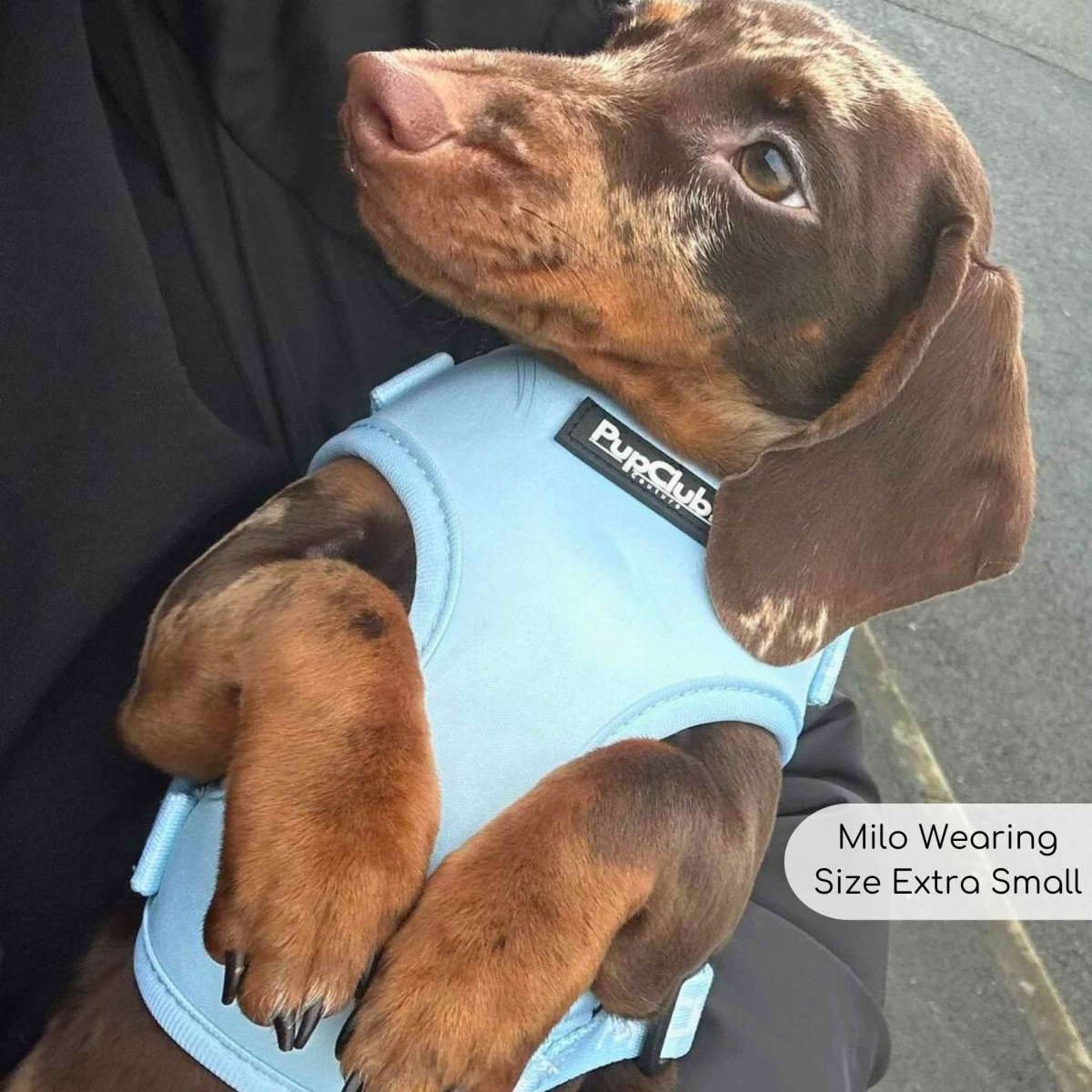 Adjustable Harness - Pastel Blue - The Bark Market